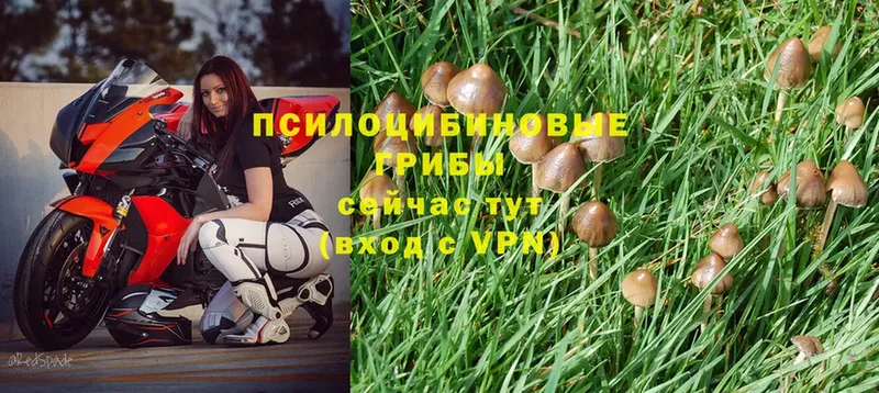 Галлюциногенные грибы Psilocybe  цена наркотик  Северодвинск 